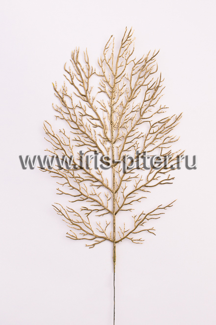 Папоротник золотой водоросль