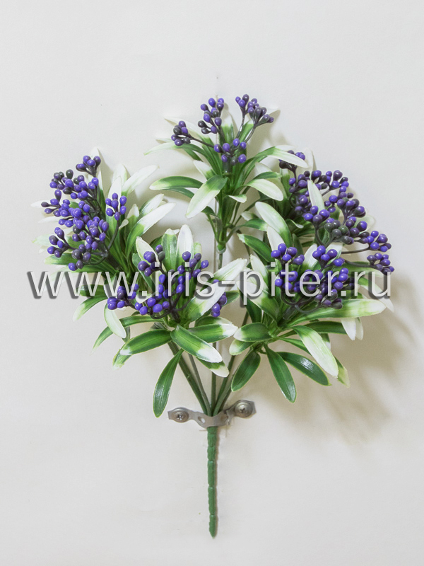 Хлорофитум цветущий 