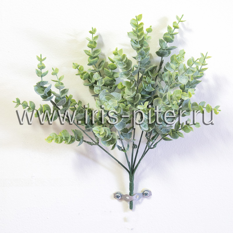 Самшит куст 