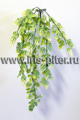 Хмель зеленая шишка 