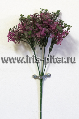 Куст сурепка