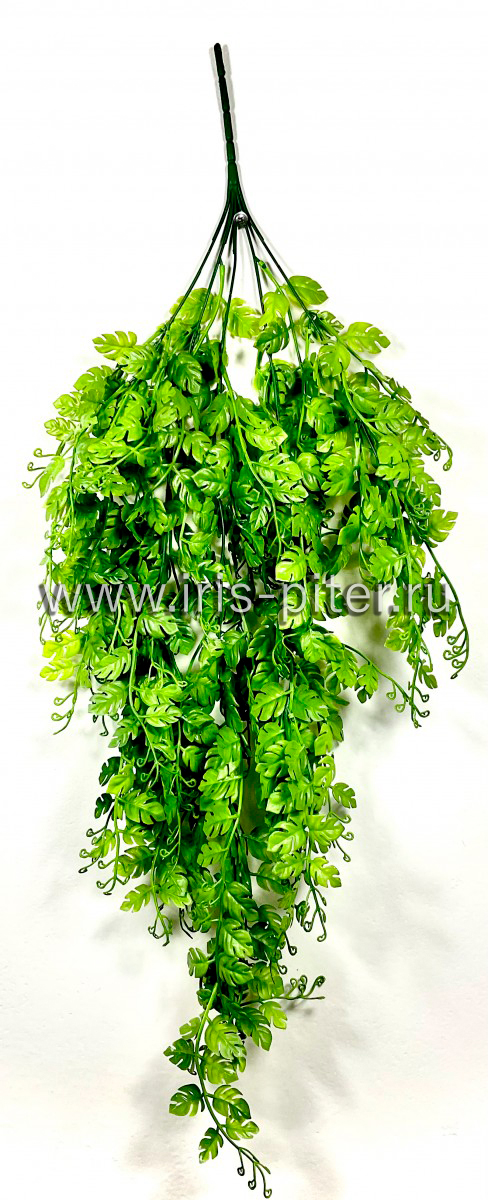 Ветка монстера 5вет 