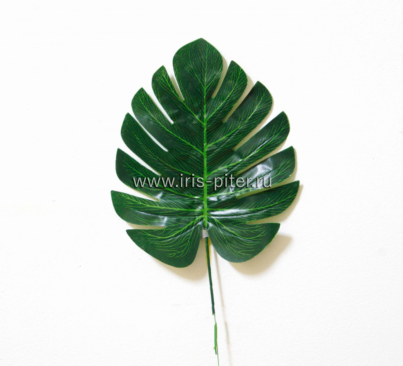 Лист монстера