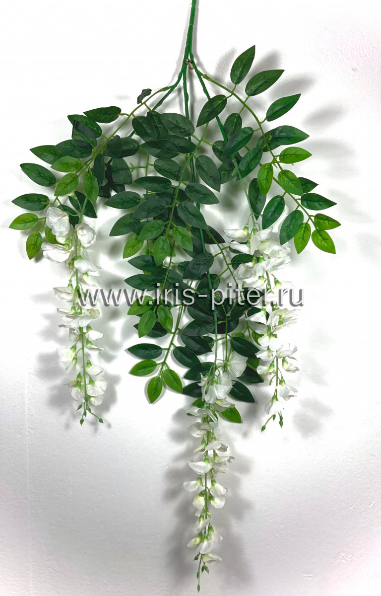 Ветка вистерия белая