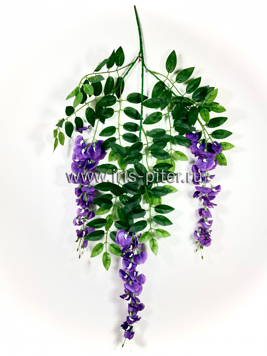 Ветка вистерия фиолетовая