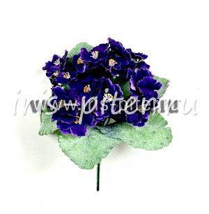 Фиалка горшечная