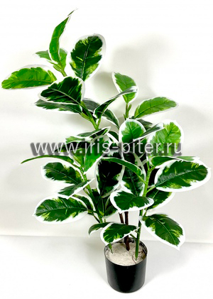 Фикус тинеке