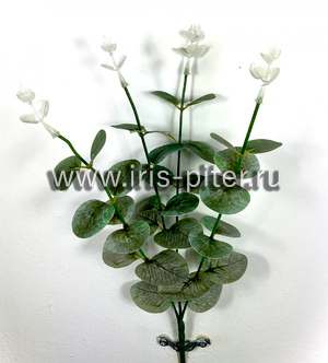 Эвкалипт 4вет 