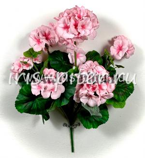 Герань горшечная 9веток розовая