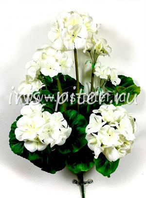 Герань горшечная 9веток белая