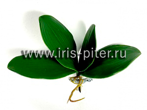 Листья орх 4шт с корешками