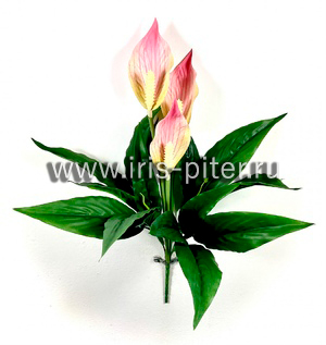 Спатифиллюм горшечный 3г 7веток