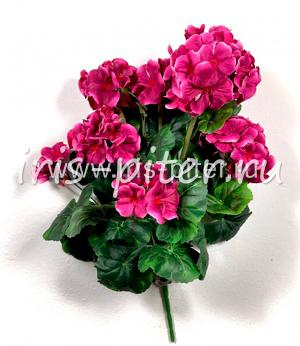 Герань горшечная 9веток сиреневая