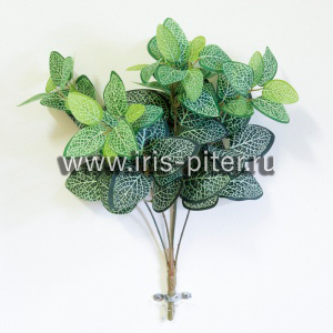 Куст горшечный фиттония 5вет