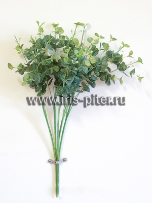 Куст горшечный эвкалипт 5вет