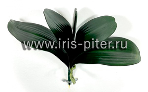 Листья орхидеи с корешками 5 листьев