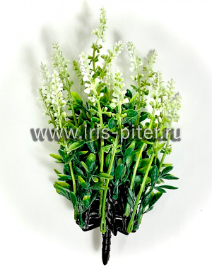 Куст горшечный лаванда белая