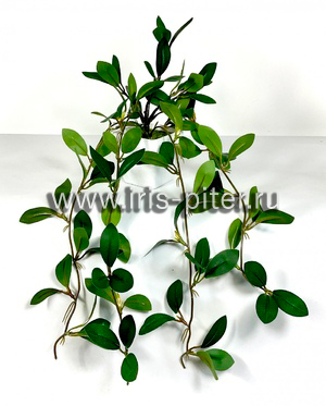 Колумнея 5вет