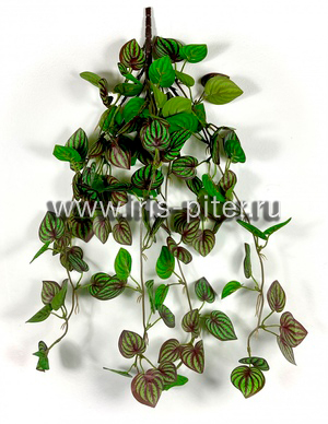 Пеперомия 5вет