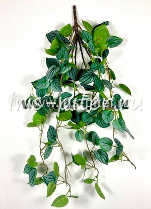 Монстера дубиа 5вет