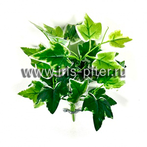 Куст горшечный малый плющ белый край