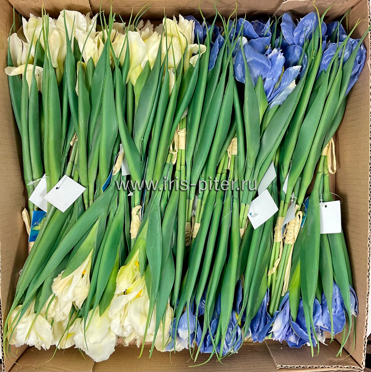 ирис 2г 1бут латекс 