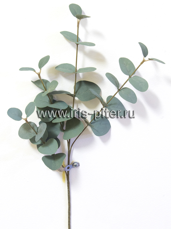 Ветка эвкалипт 4вет