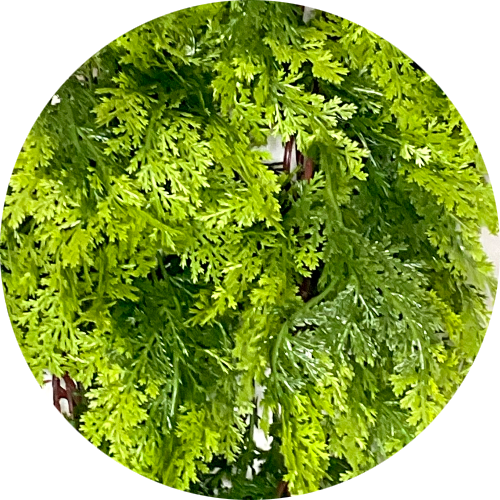 Светло-зеленый