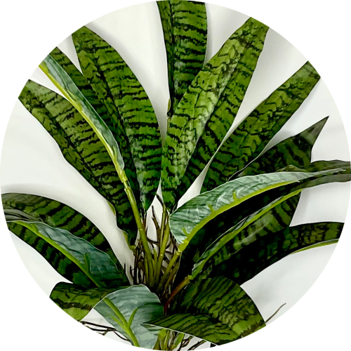 Футура суперба