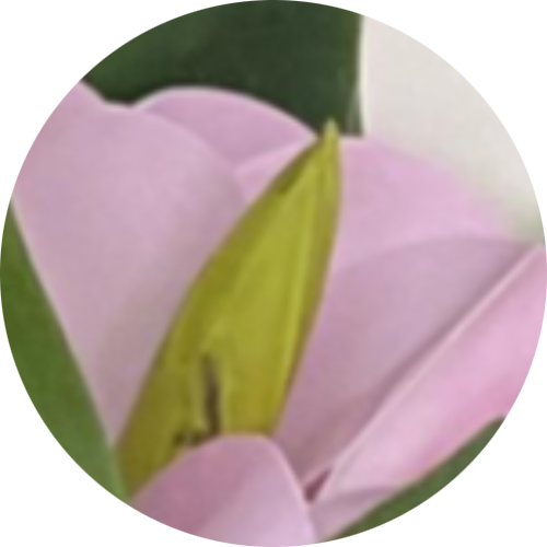 Светло-розовый