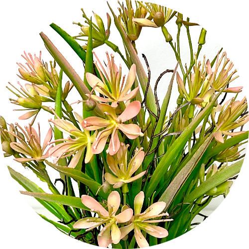 Персиковый