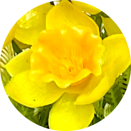 Жёлто-оранжевый