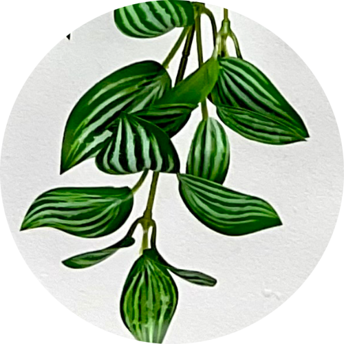 Традесканция 