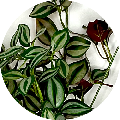 Зебрина пурпурная