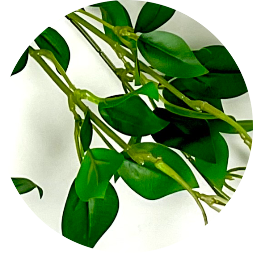 Филодендрон