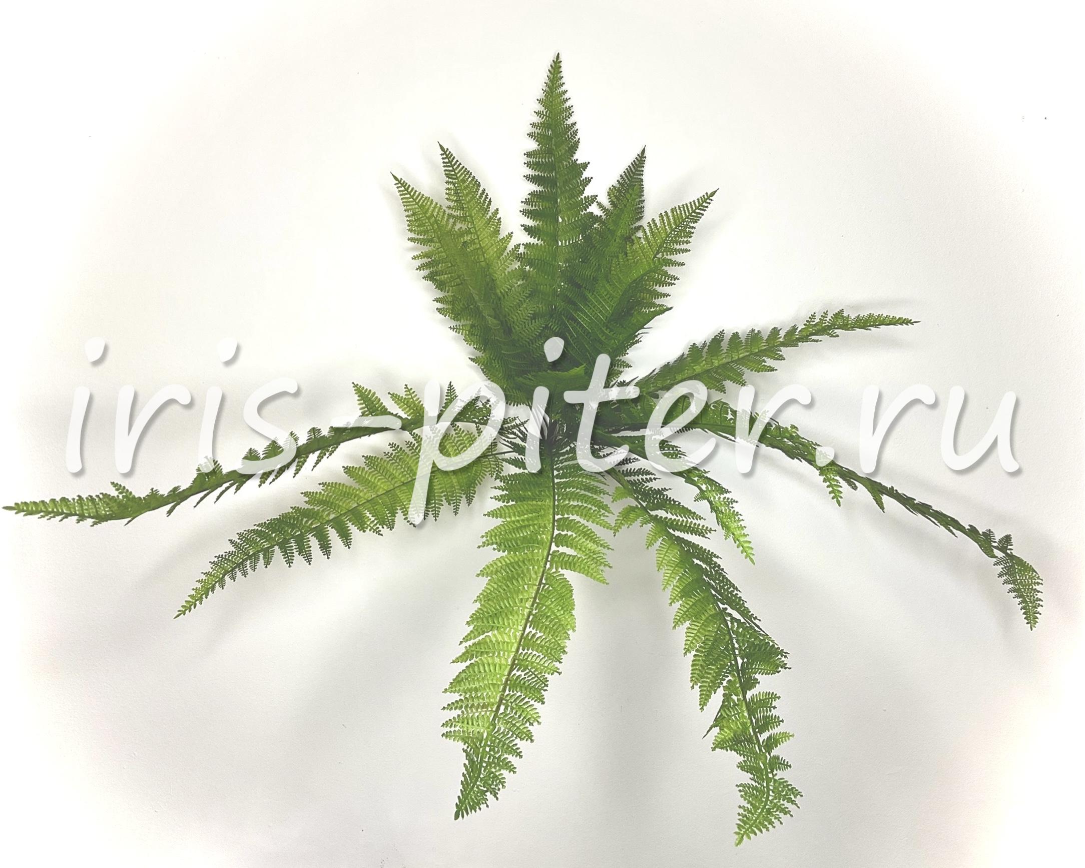 Папоротник 18вет 