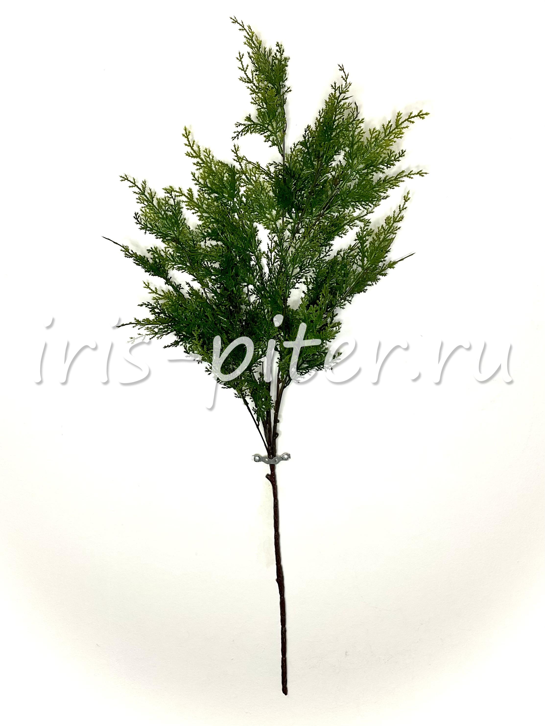 ветка можжевельник