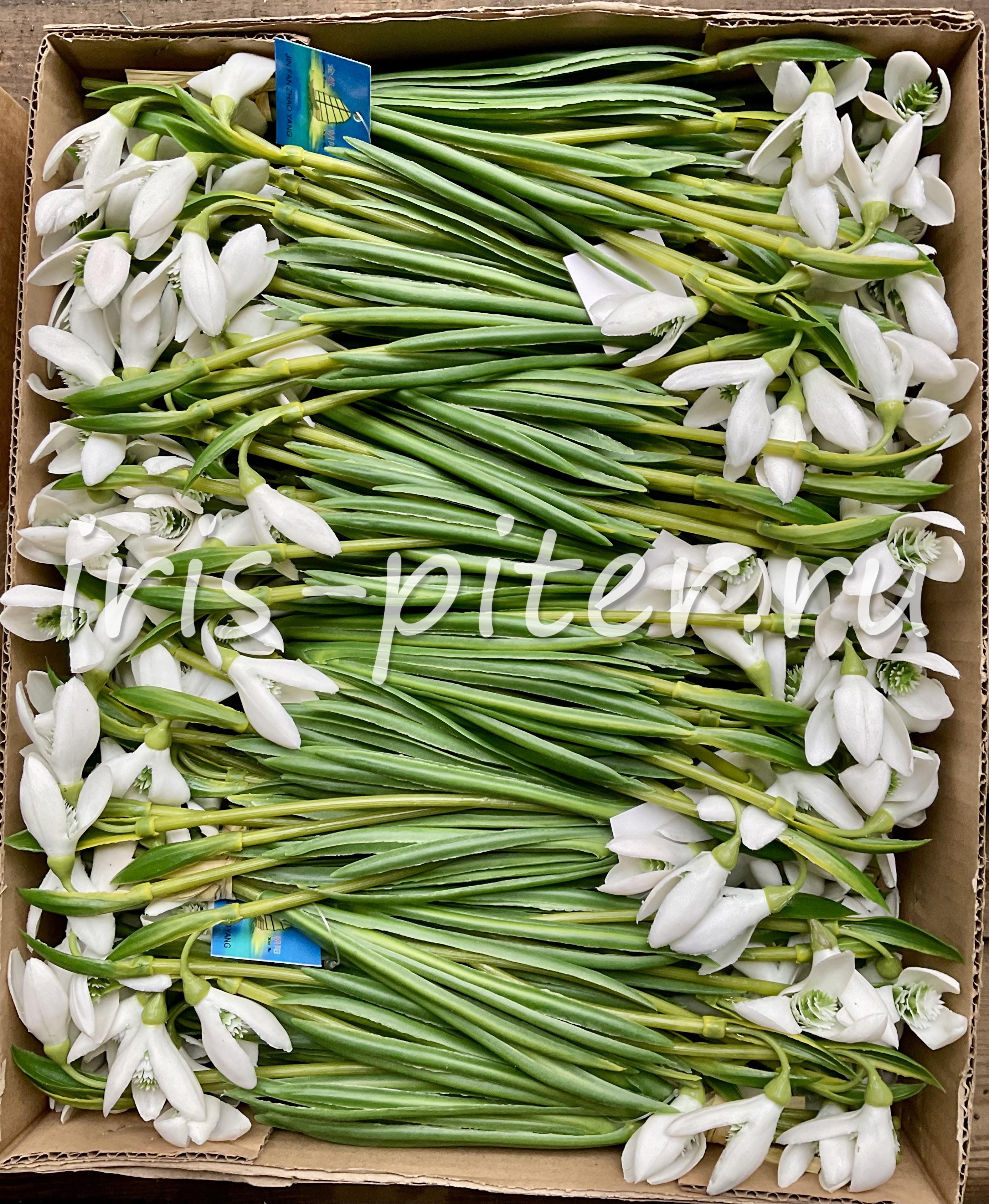 подснежник 10г латекс