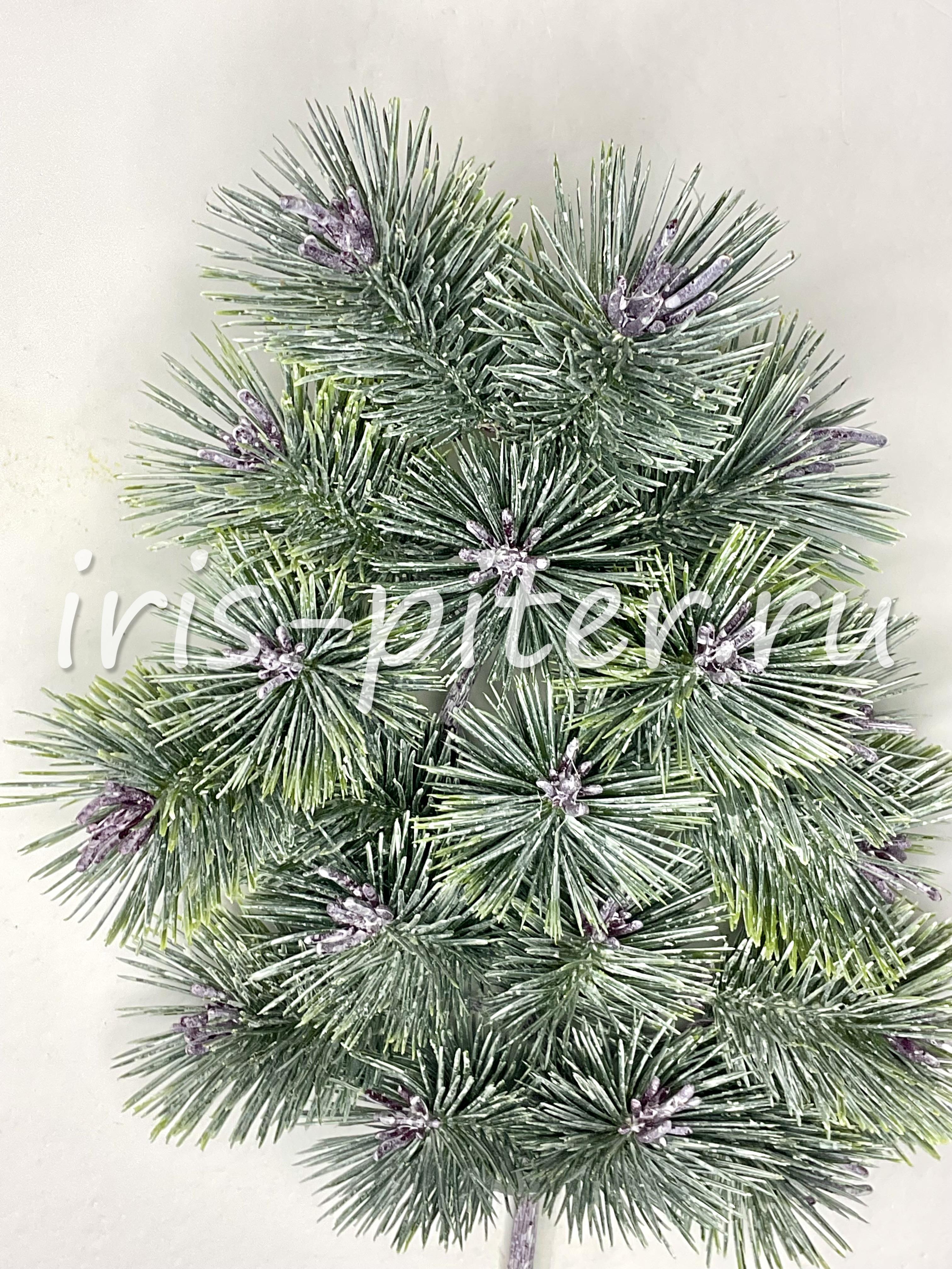 Ветка сосна заснеженная