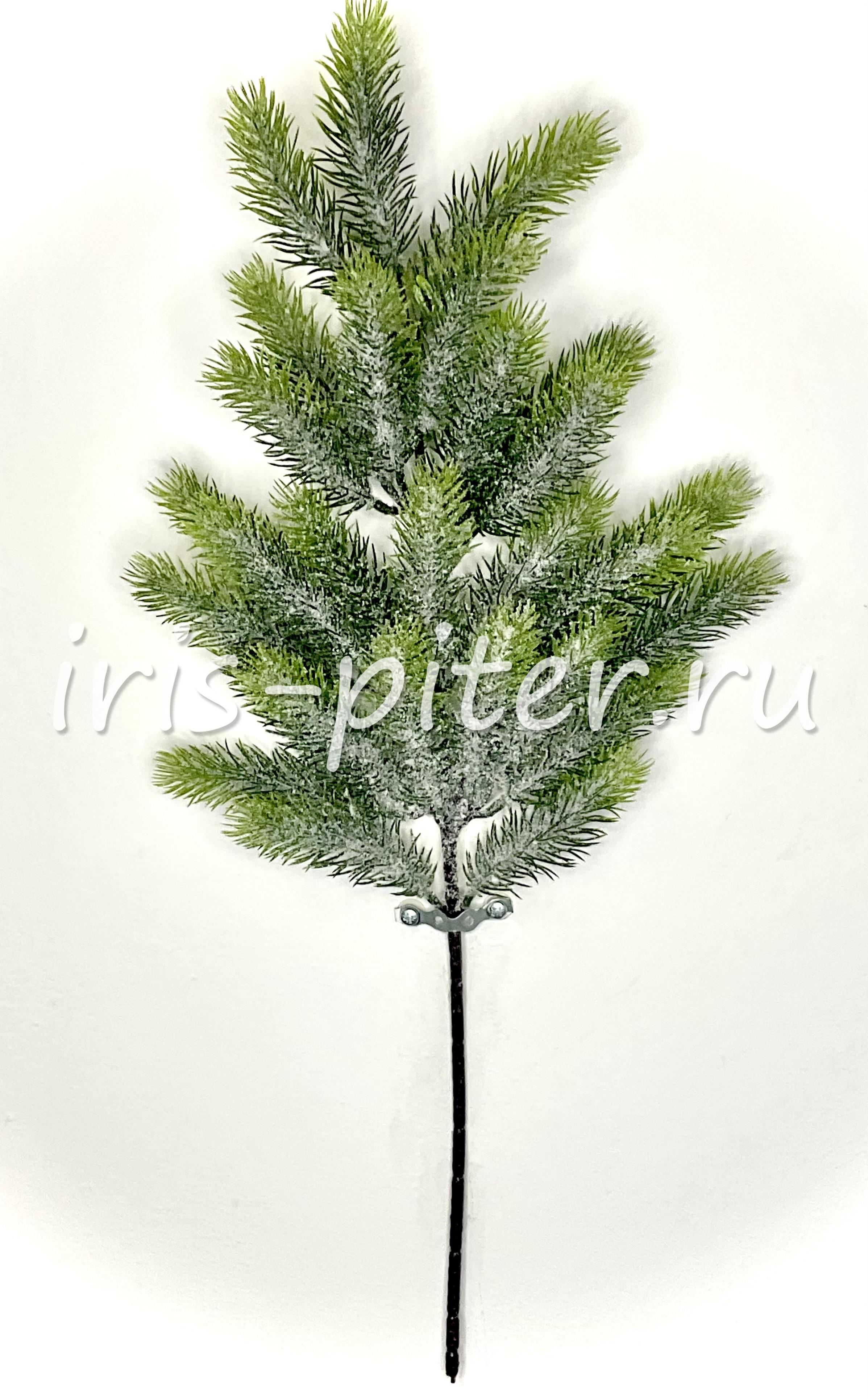 Ветка ель заснеженная