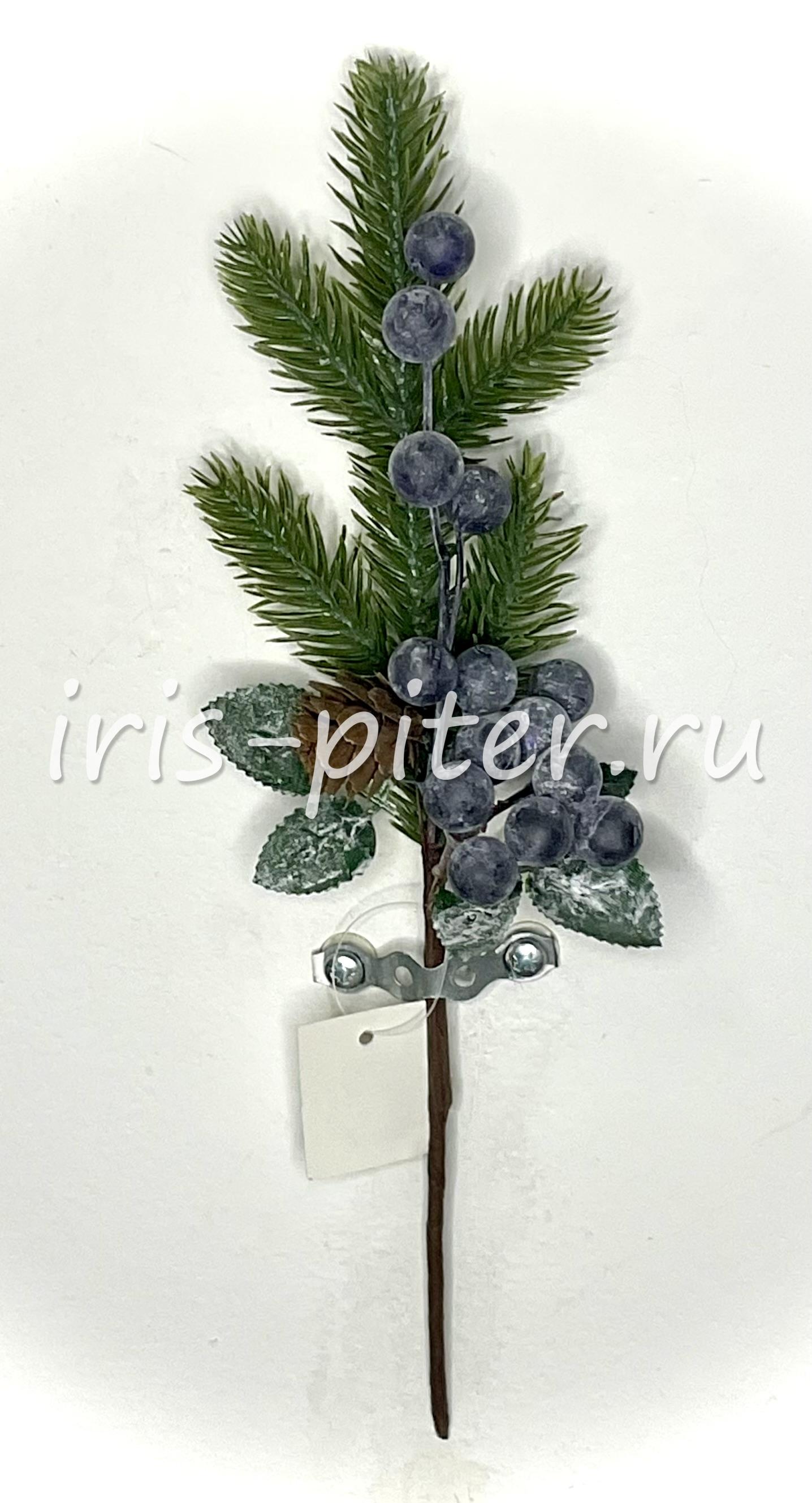 Ветка елка с шишками и черными ягодами