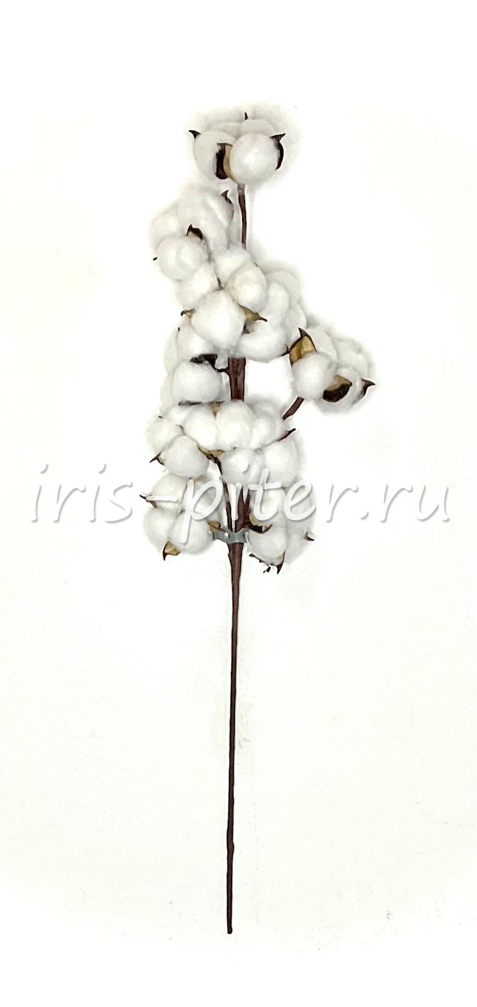 Ветка хлопок