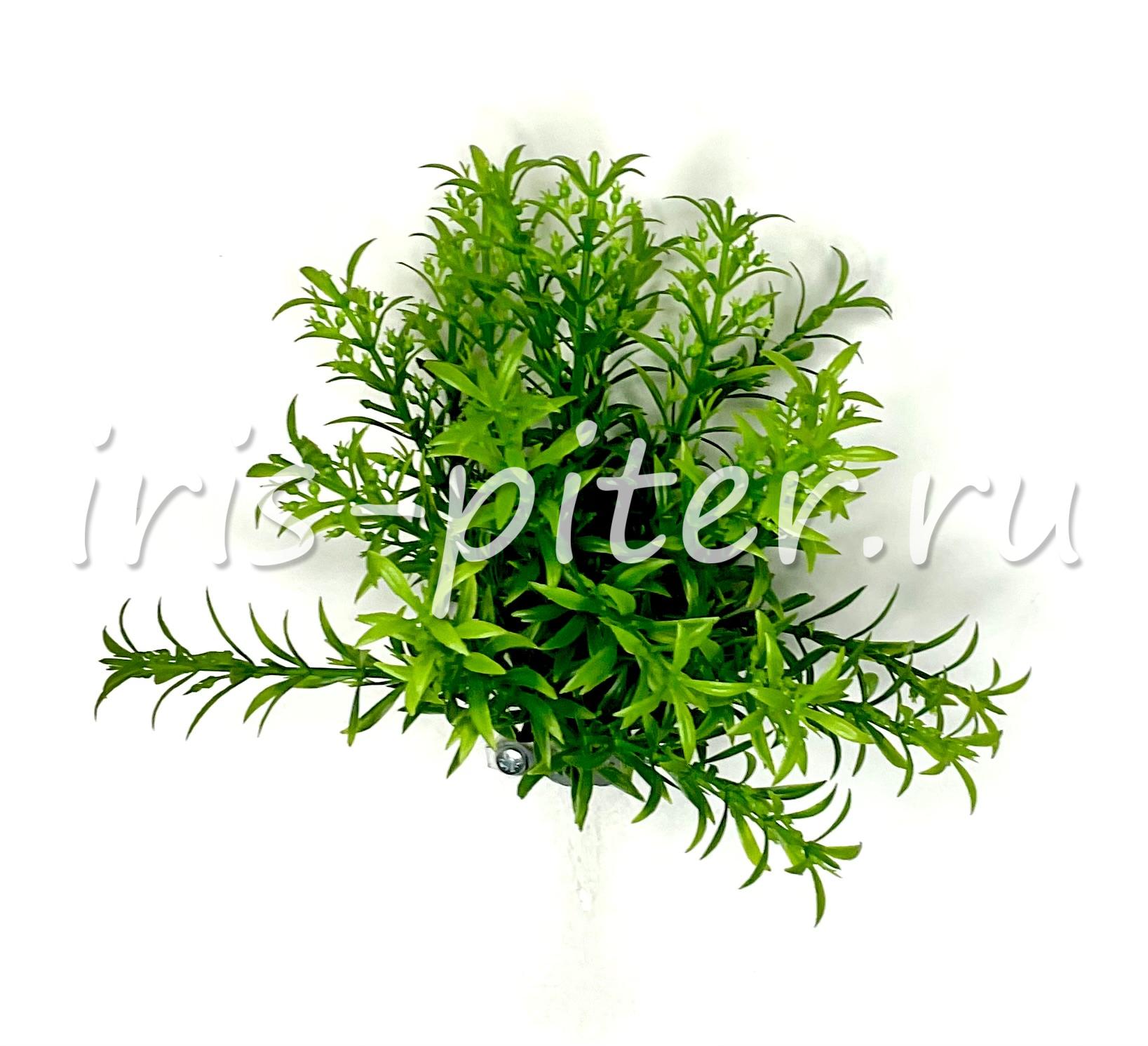 Зелень горшечная