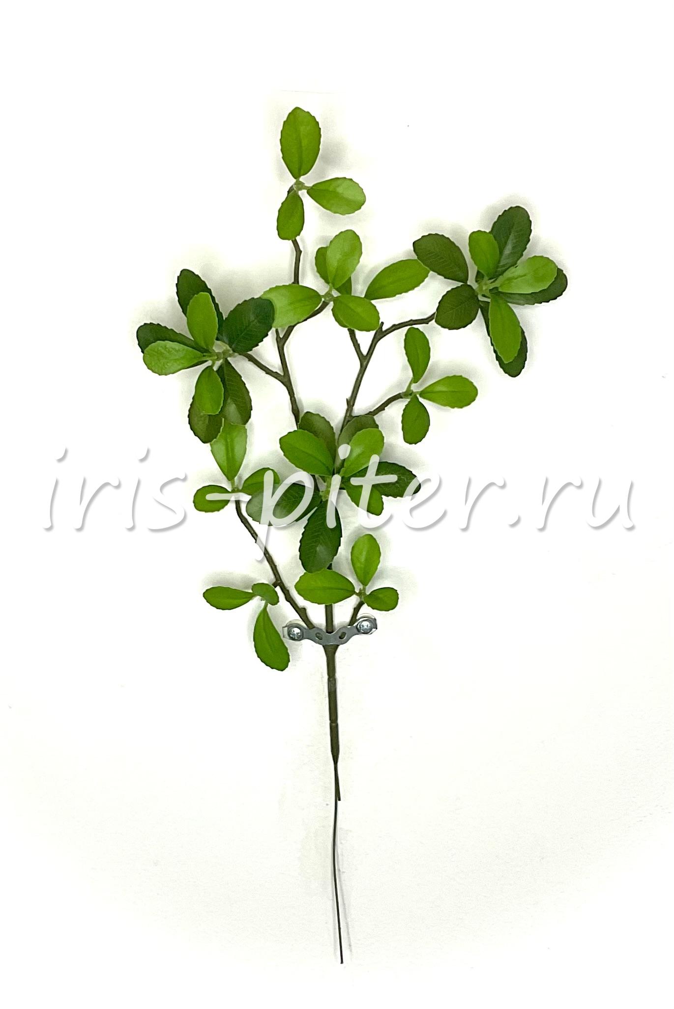 Ветка шефлеры малая