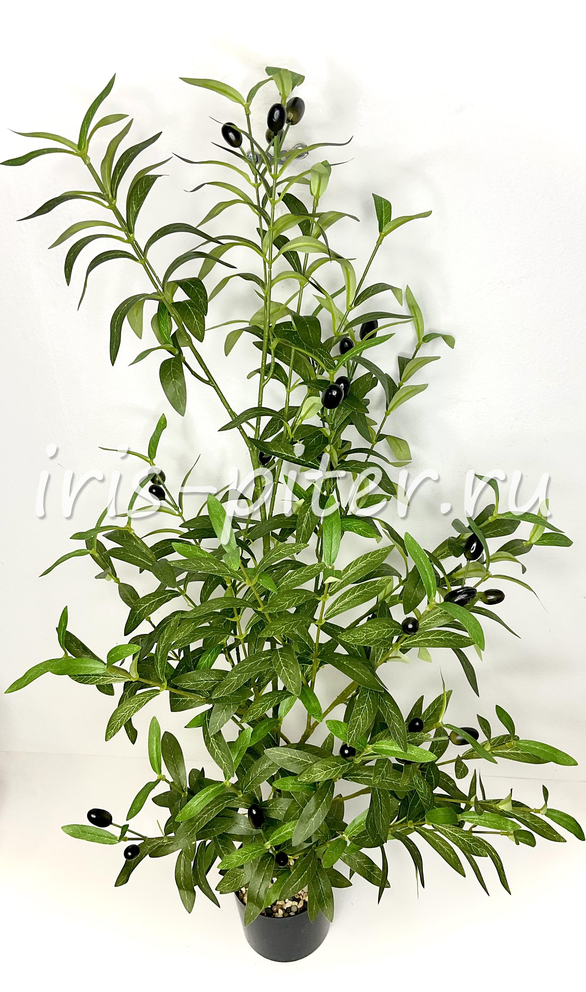 Оливковое дерево