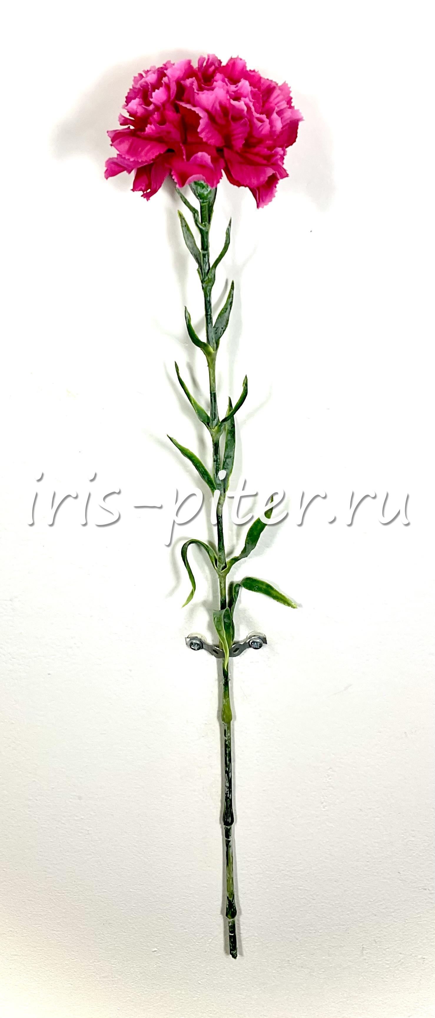 Гвоздика одиночная 