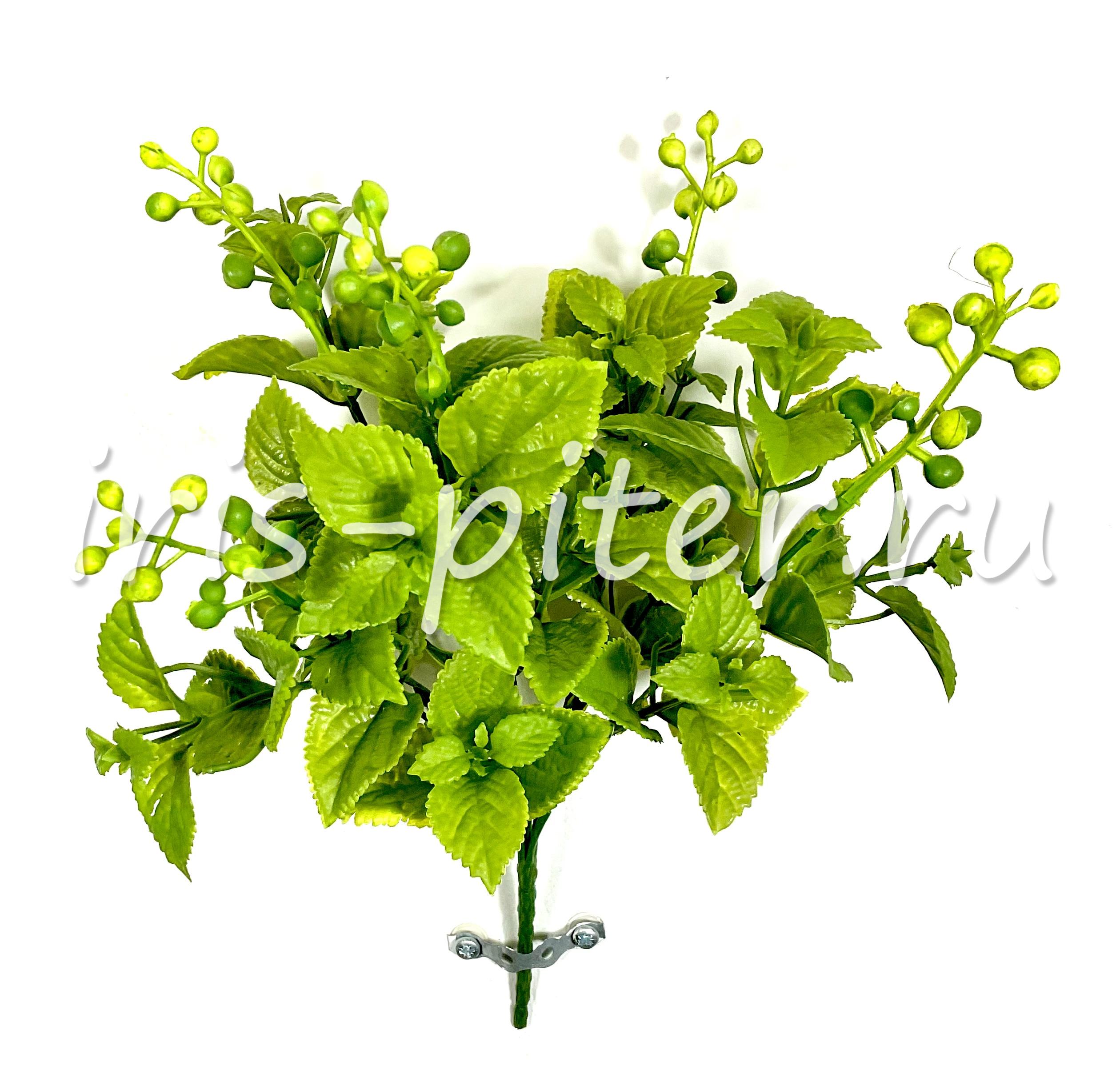 Мята 5вет с бут