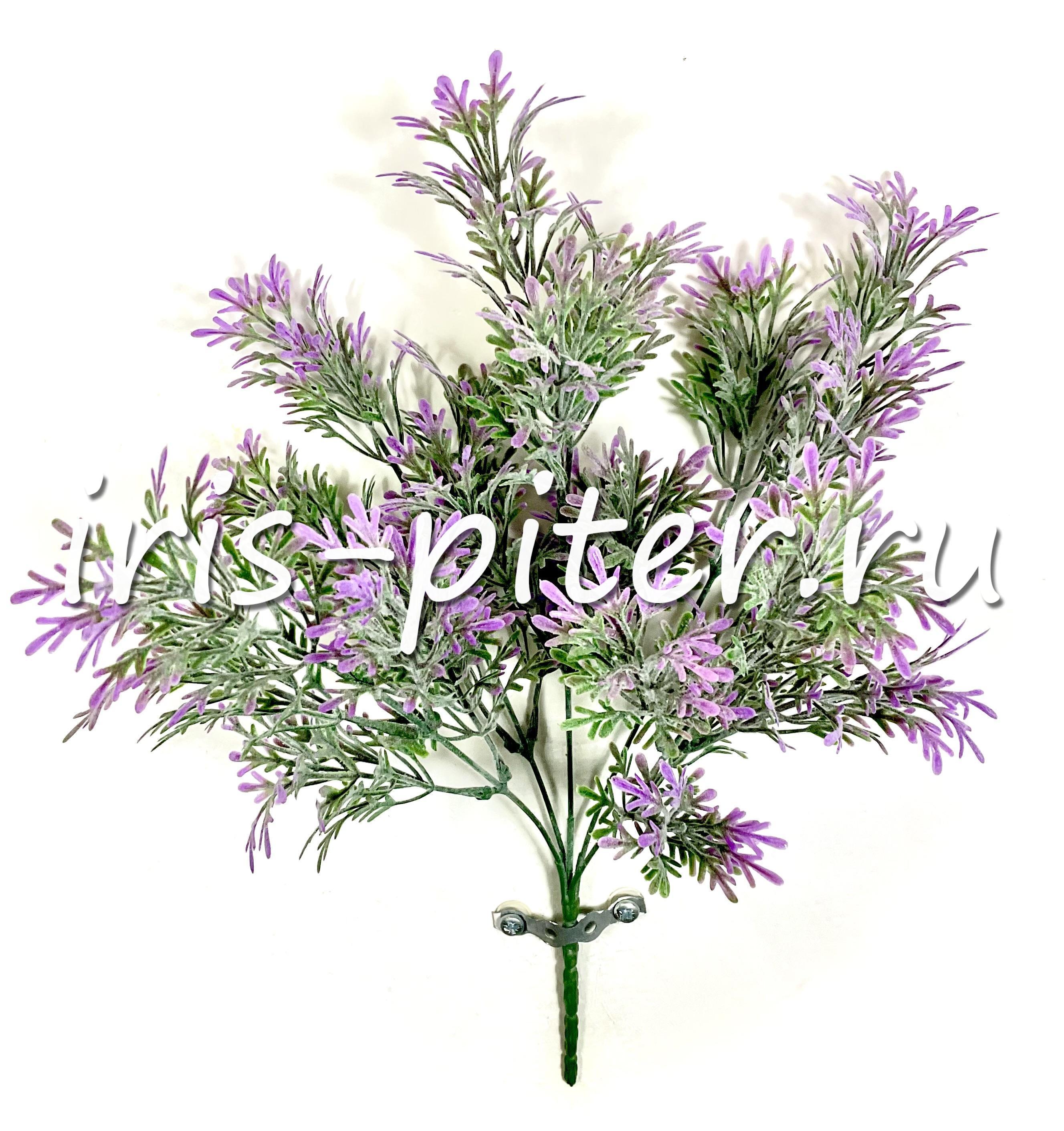 Цинерария 5вет пласт