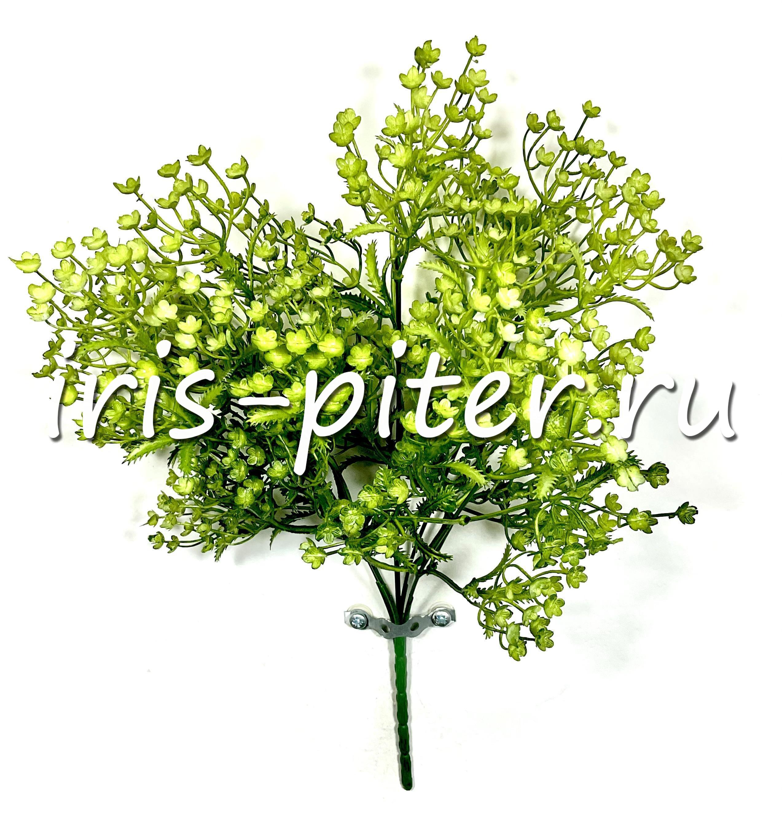 Укроп 5вет цветущий 