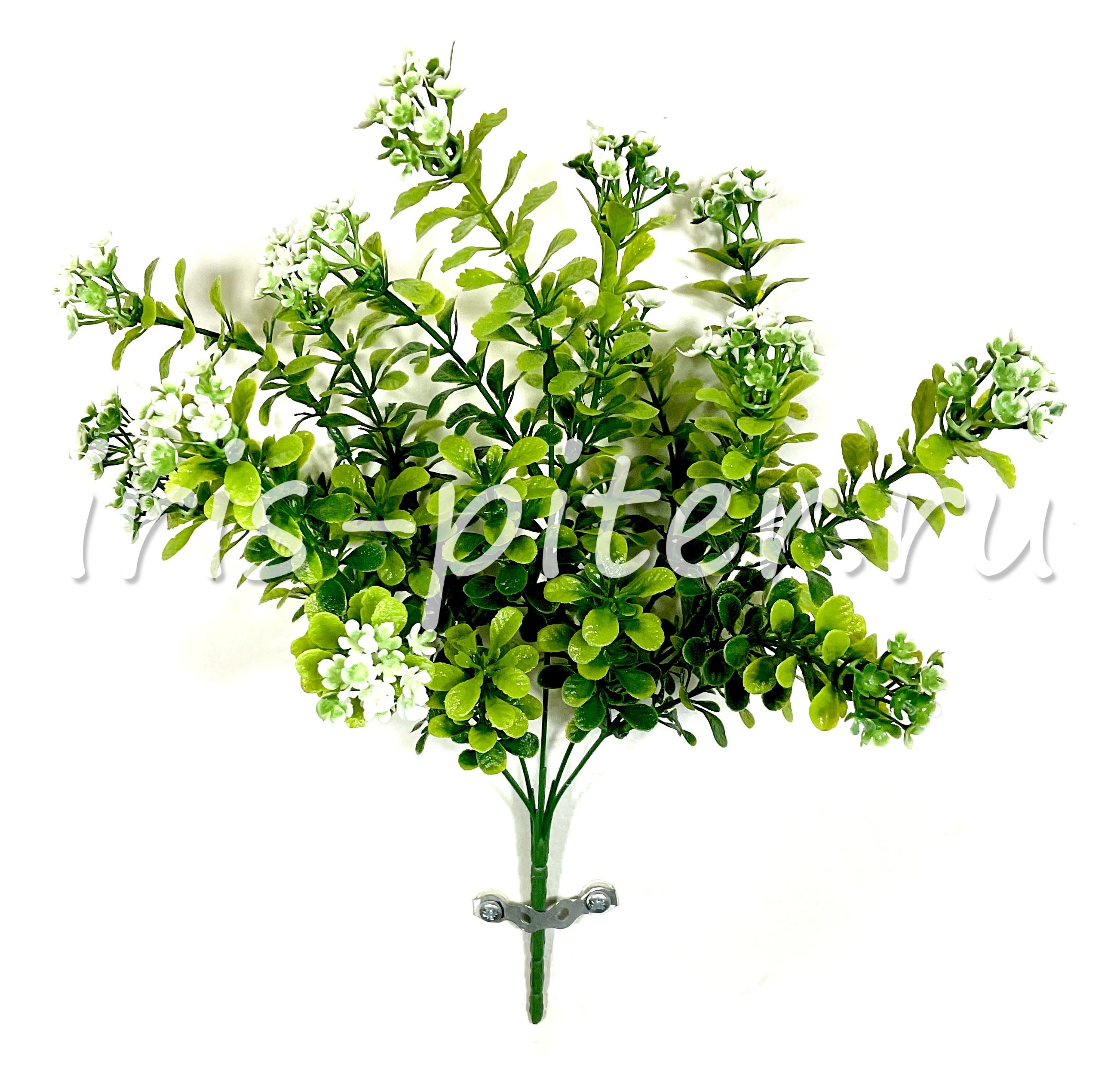 Стеллария цветущая 5вет 